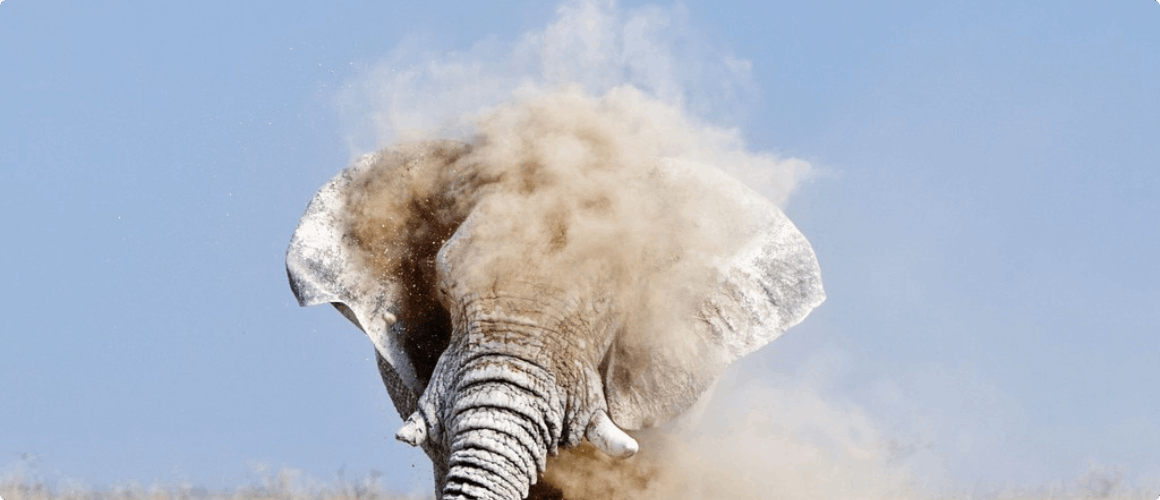 Elephant in sand